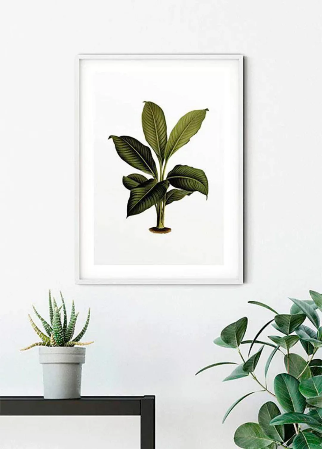 Komar Poster »Elastica Leaf«, Pflanzen-Blätter, (1 St.), Kinderzimmer, Schl günstig online kaufen