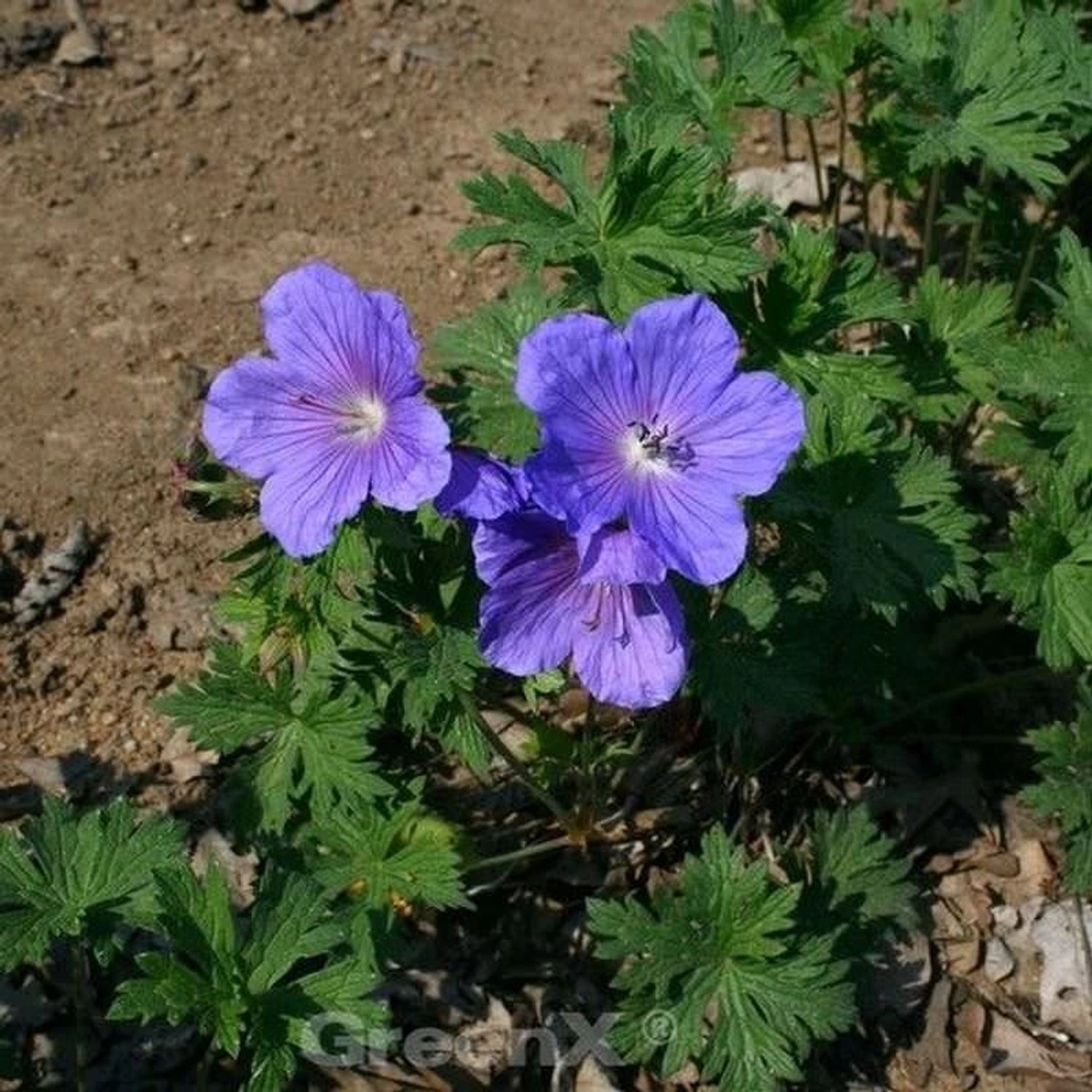 Himalayastorchschnabel Baby Blue - Geranium himalayense günstig online kaufen