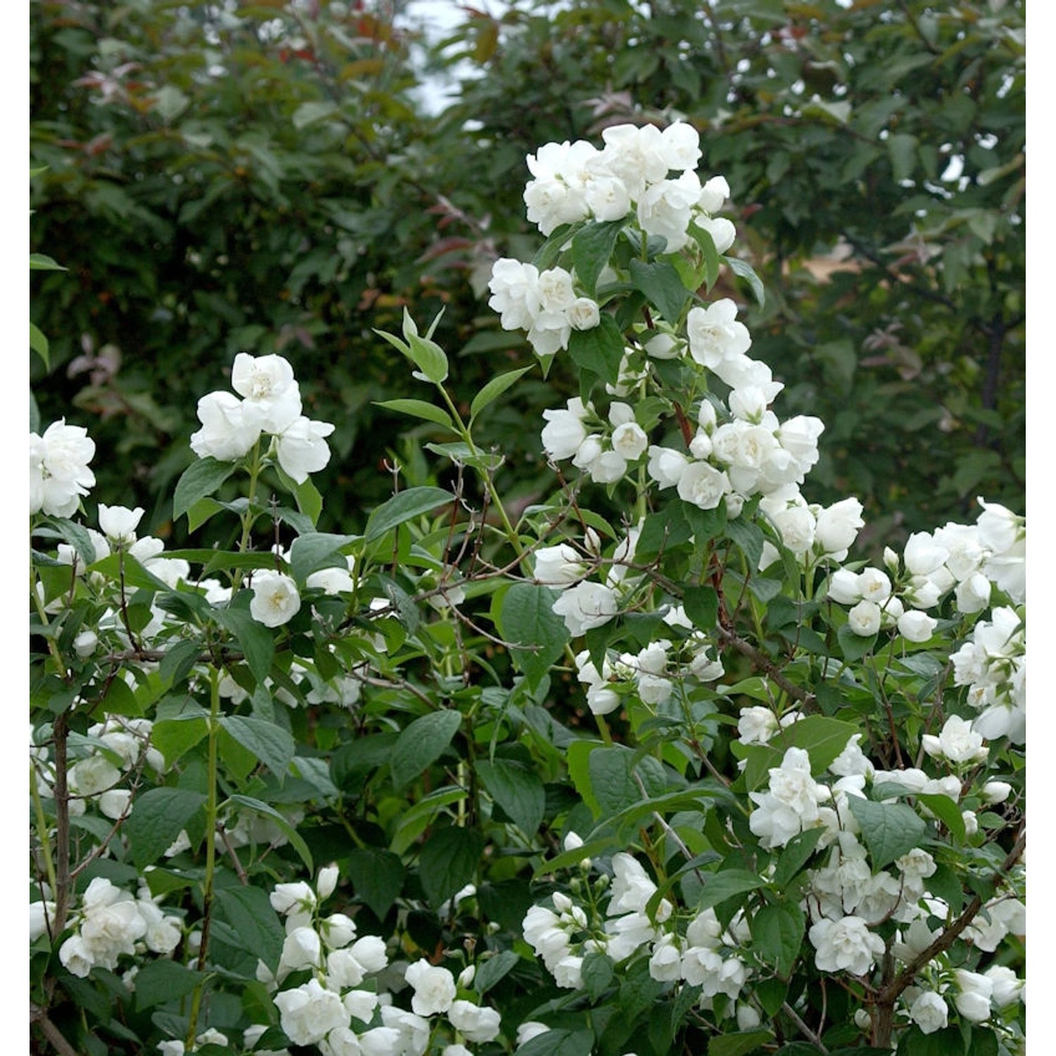 Gartenjasmin Natchez 60-80cm - Philadelphus günstig online kaufen