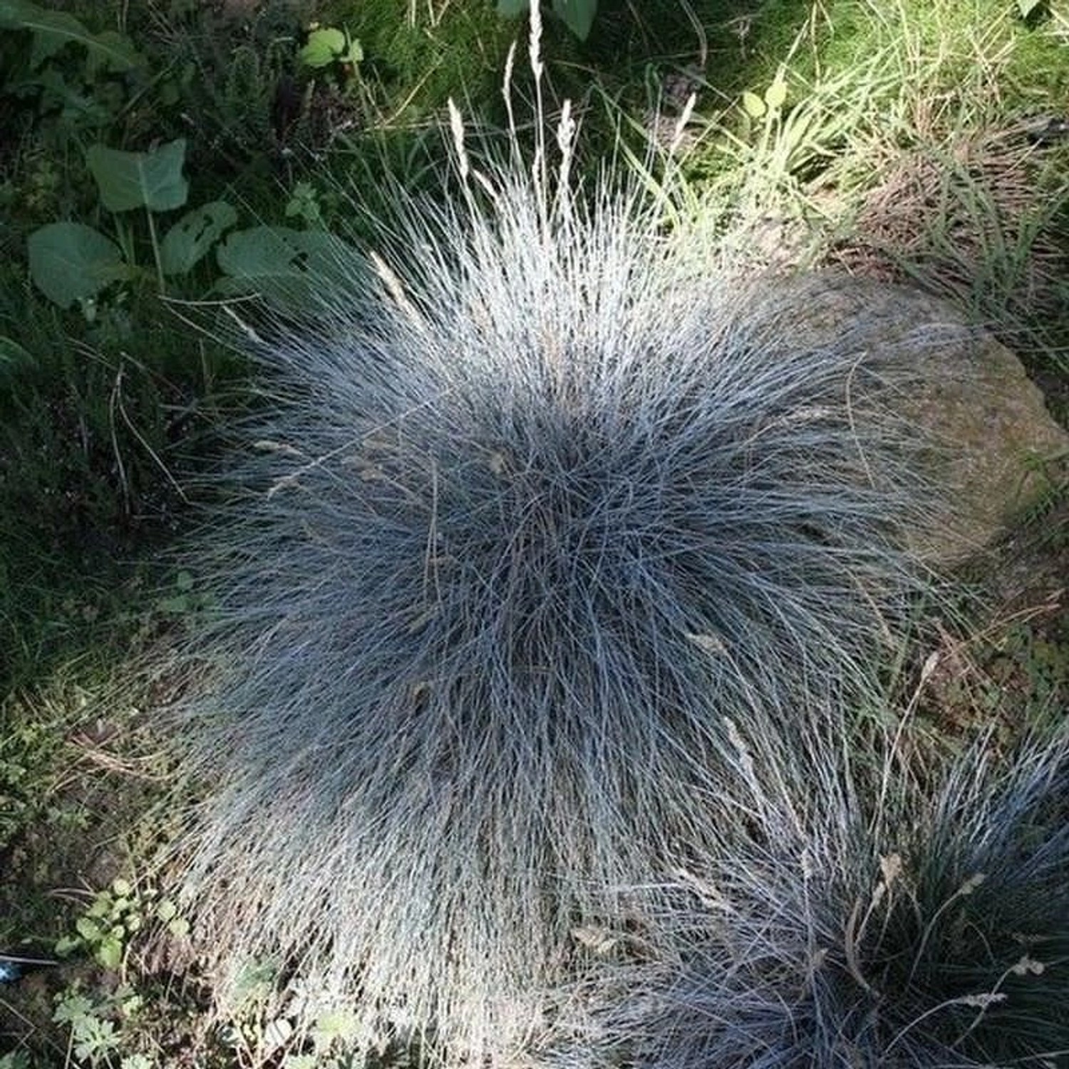 Walliser Schafschwingel Glaucantha - Festuca valesiaca günstig online kaufen