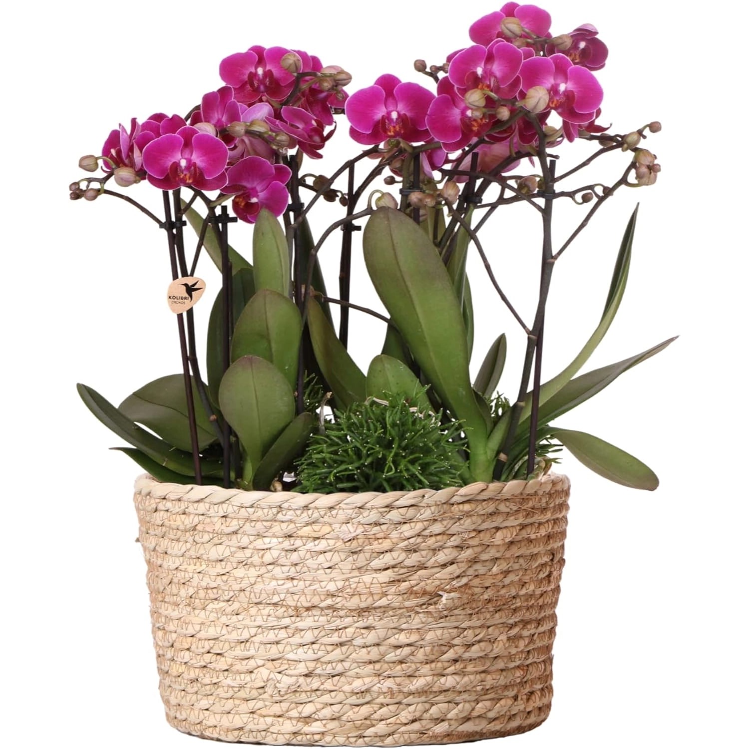 Kolibri Orchids Pflanzenset inkl. Wassertank Drei Lila Orchideen Morelia 9c günstig online kaufen