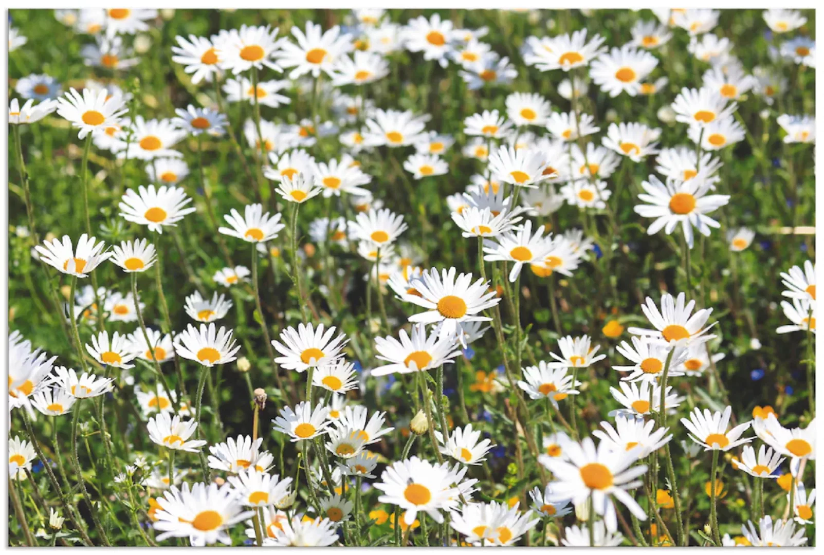 Artland Wandbild »Gänseblümchen«, Blumen, (1 St.), als Alubild, Outdoorbild günstig online kaufen