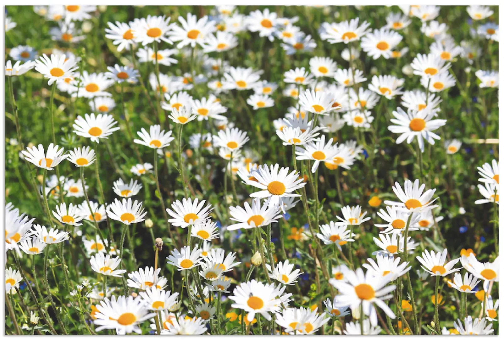 Artland Wandbild »Gänseblümchen«, Blumen, (1 St.) günstig online kaufen