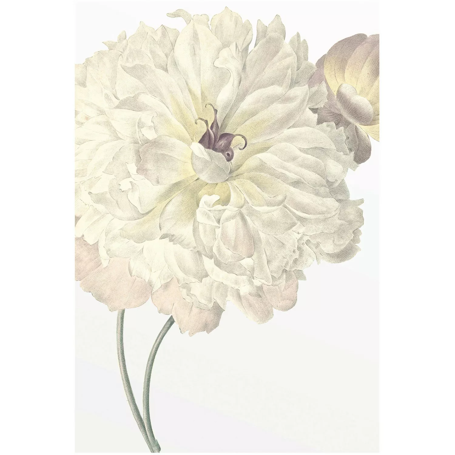 Komar Poster "Illustration Dahlia", Blumen, (1 St.) günstig online kaufen