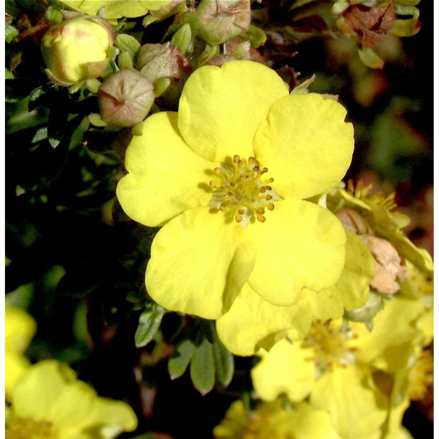 10x Kleiner Spierstrauch Goldteppich - Potentilla fruticosa günstig online kaufen