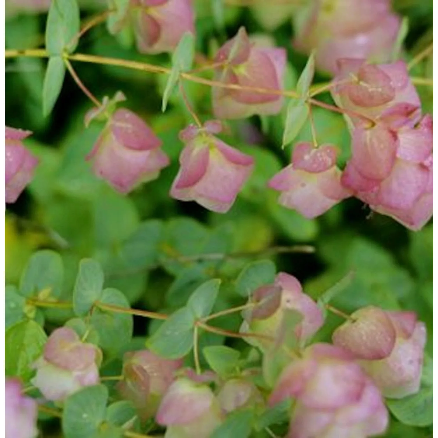 Rundblättriger Garten-Dost Dingle Fairy - Origanum rotundifolium Dingle Fai günstig online kaufen