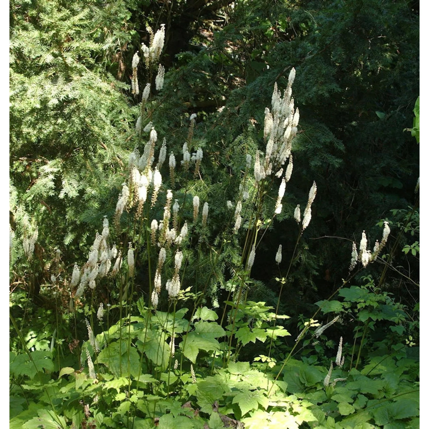 Lanzen Silberkerze - Actaea racemosa günstig online kaufen