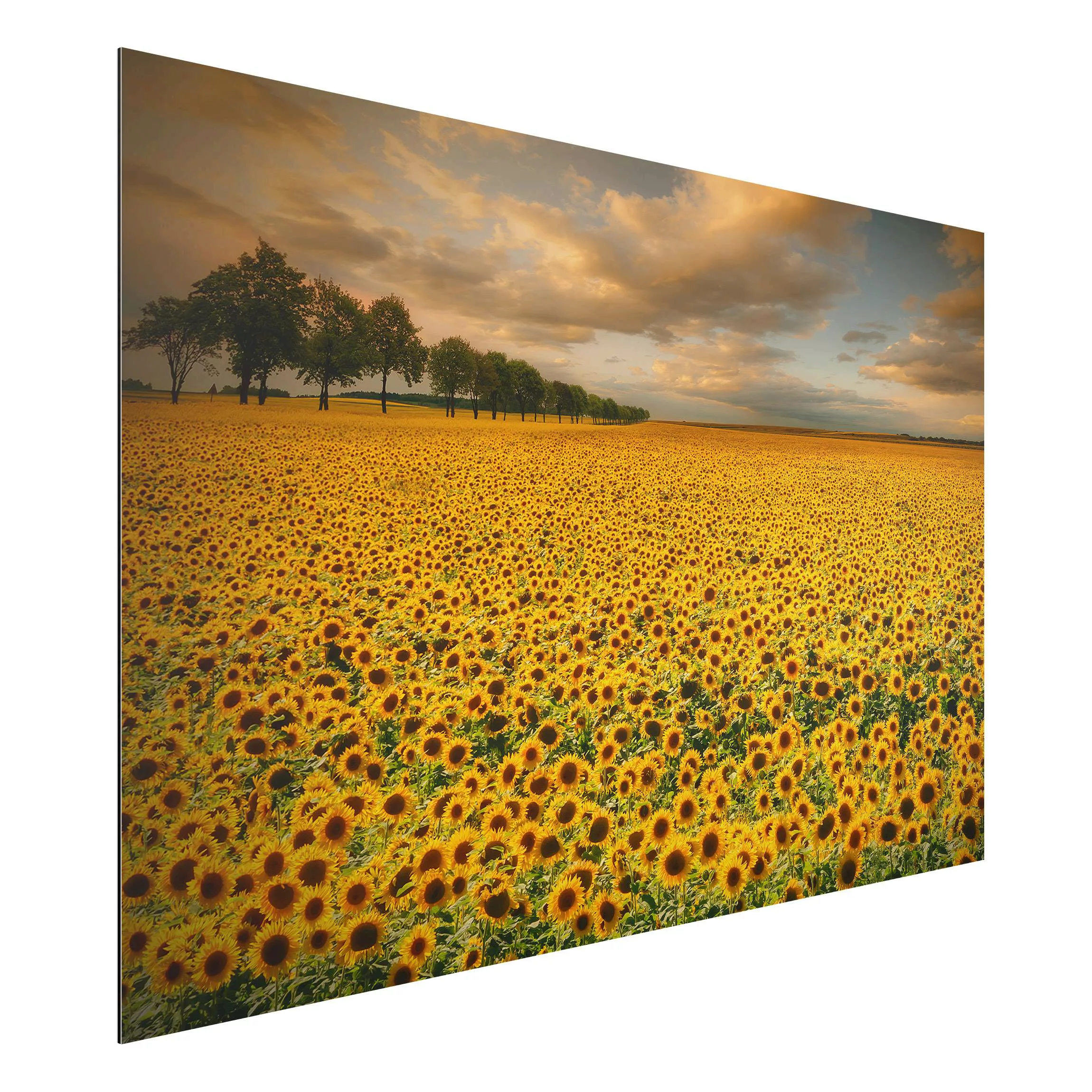 Alu-Dibond Bild Blumen - Querformat 3:2 Feld mit Sonnenblumen günstig online kaufen