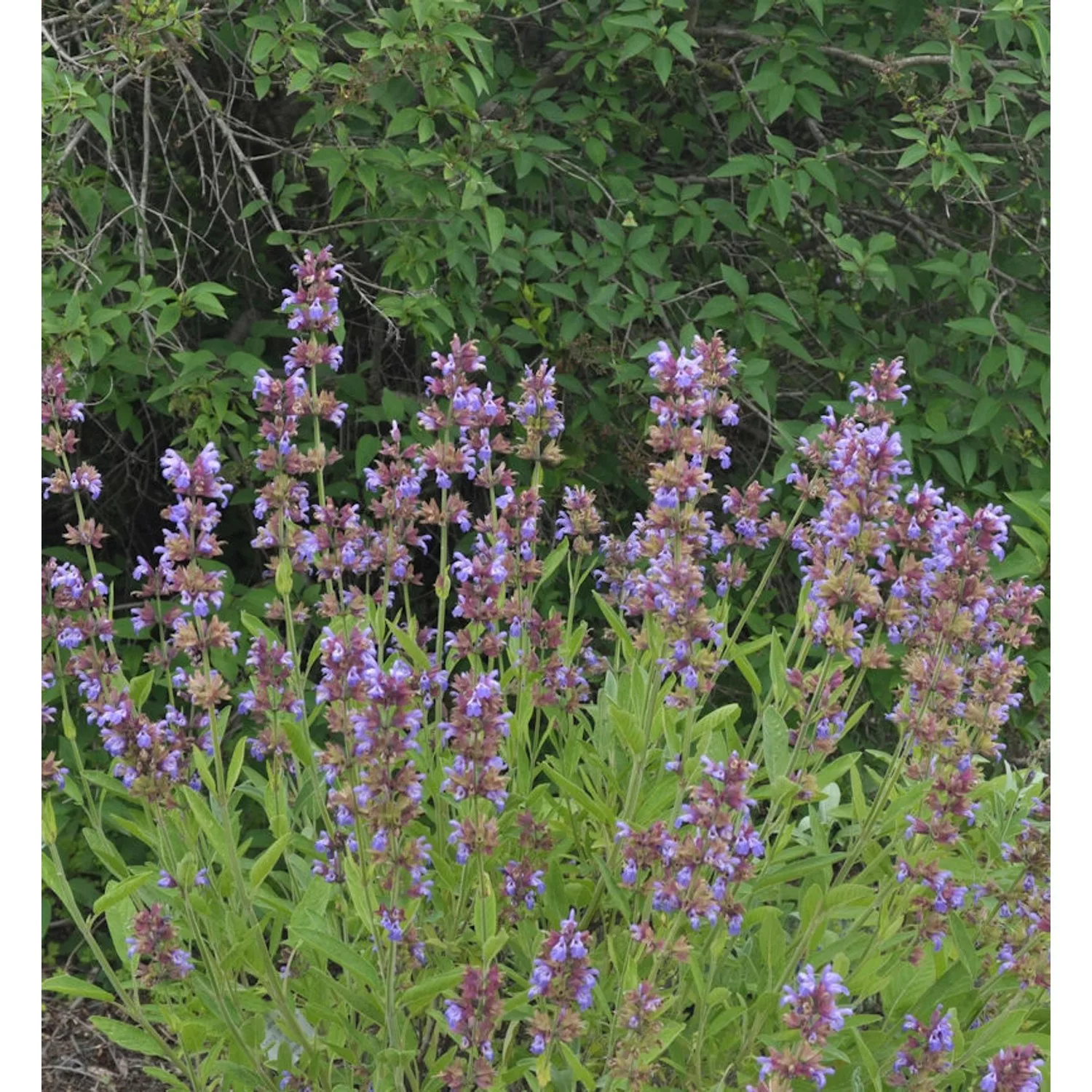 Echter Salbei Würzburg - Salvia officinalis günstig online kaufen