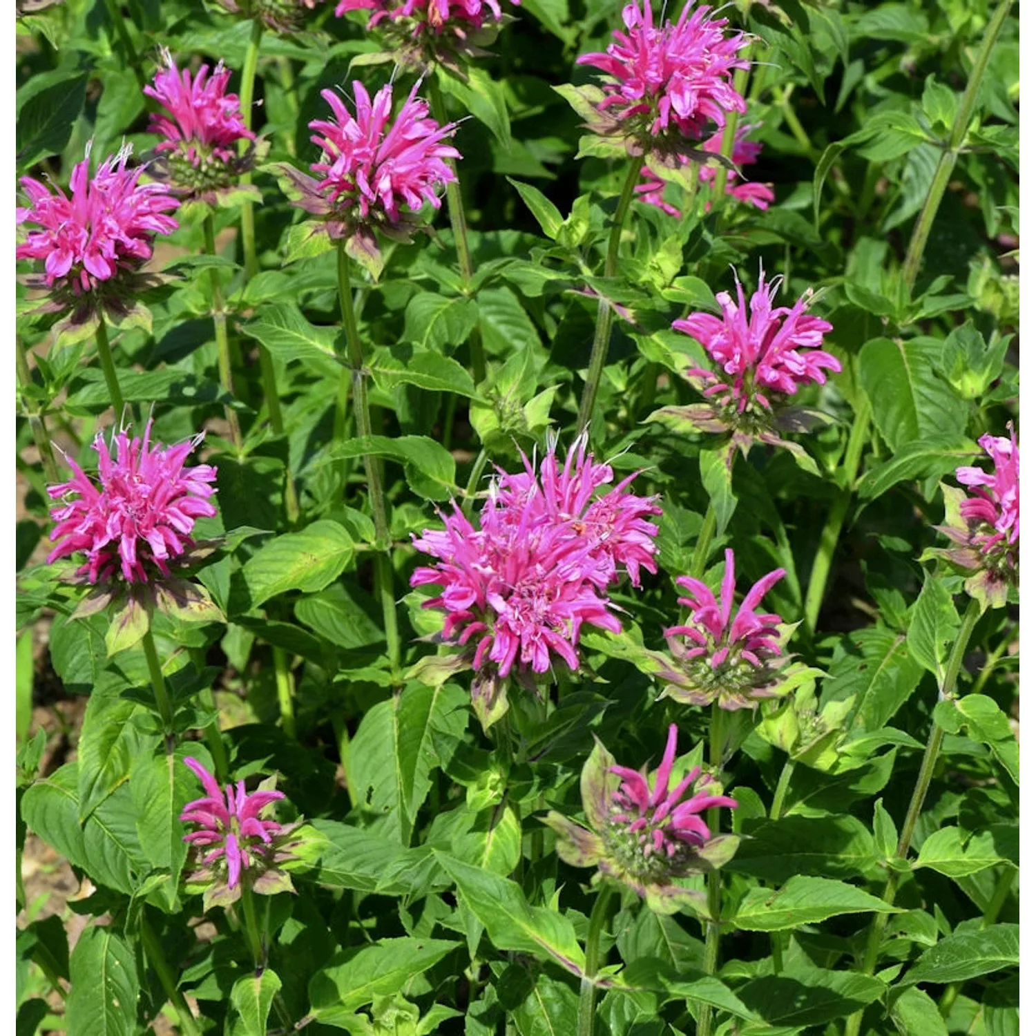 Indianernessel On Parade - Monarda fistulosa günstig online kaufen