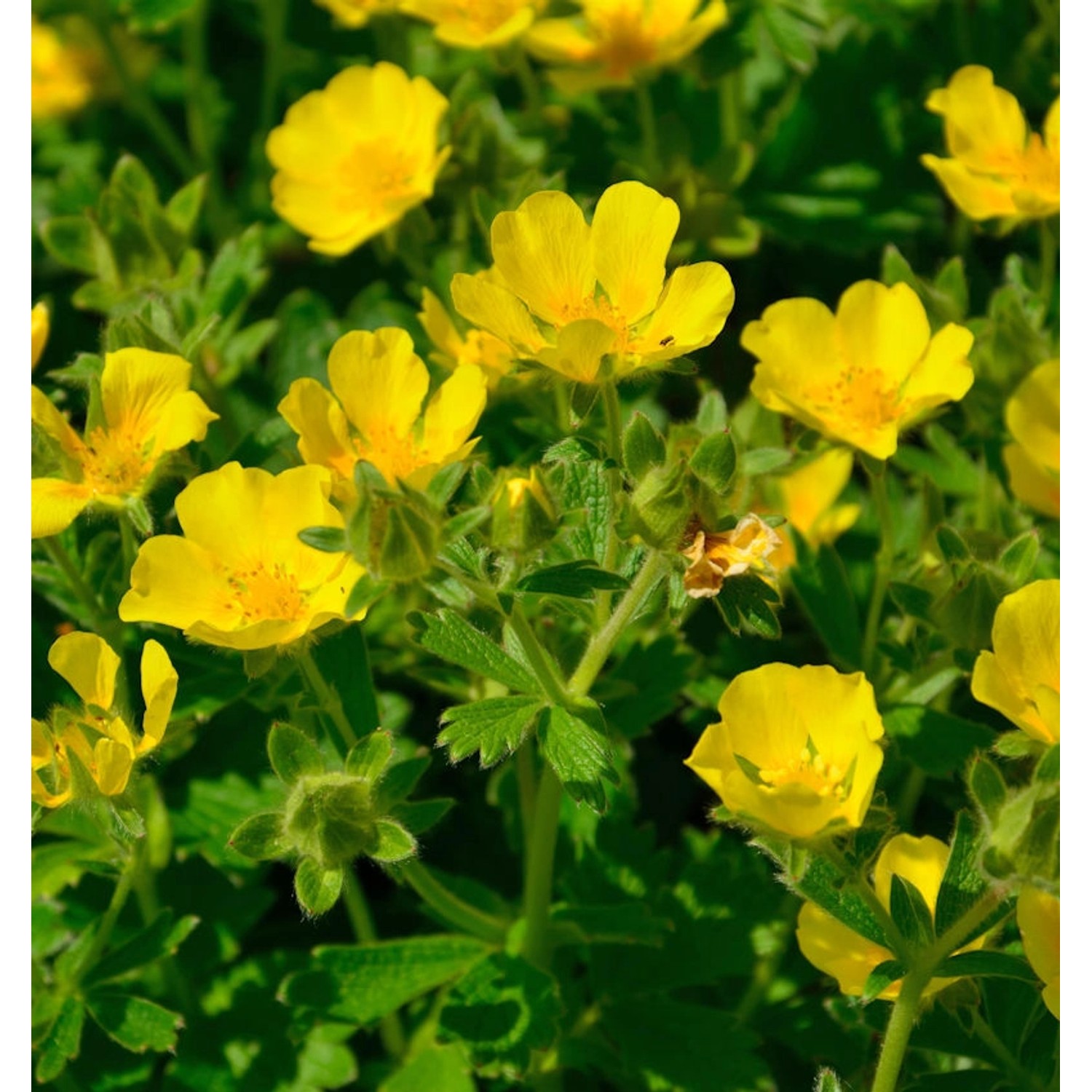 Großblütiges Fingerkraut - Potentilla megalantha günstig online kaufen