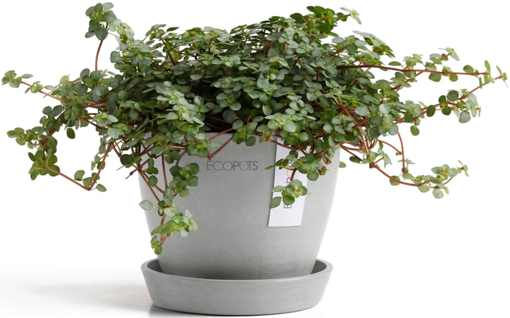 ECOPOTS Blumentopf "Antwerp Mini 11 Weißgrau", für den Innenbereich günstig online kaufen