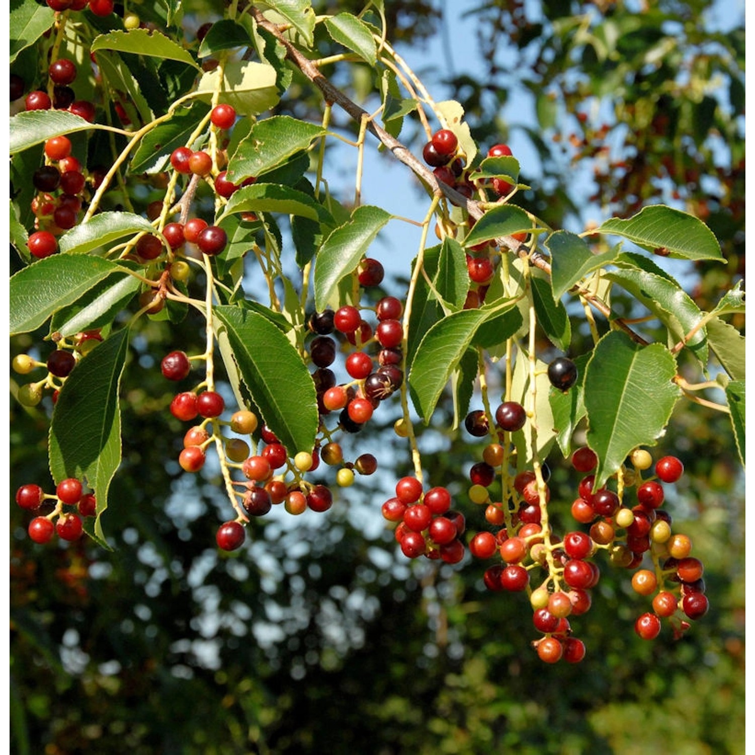 Späte Traubenkirsche 125-150cm - Prunus serotina günstig online kaufen