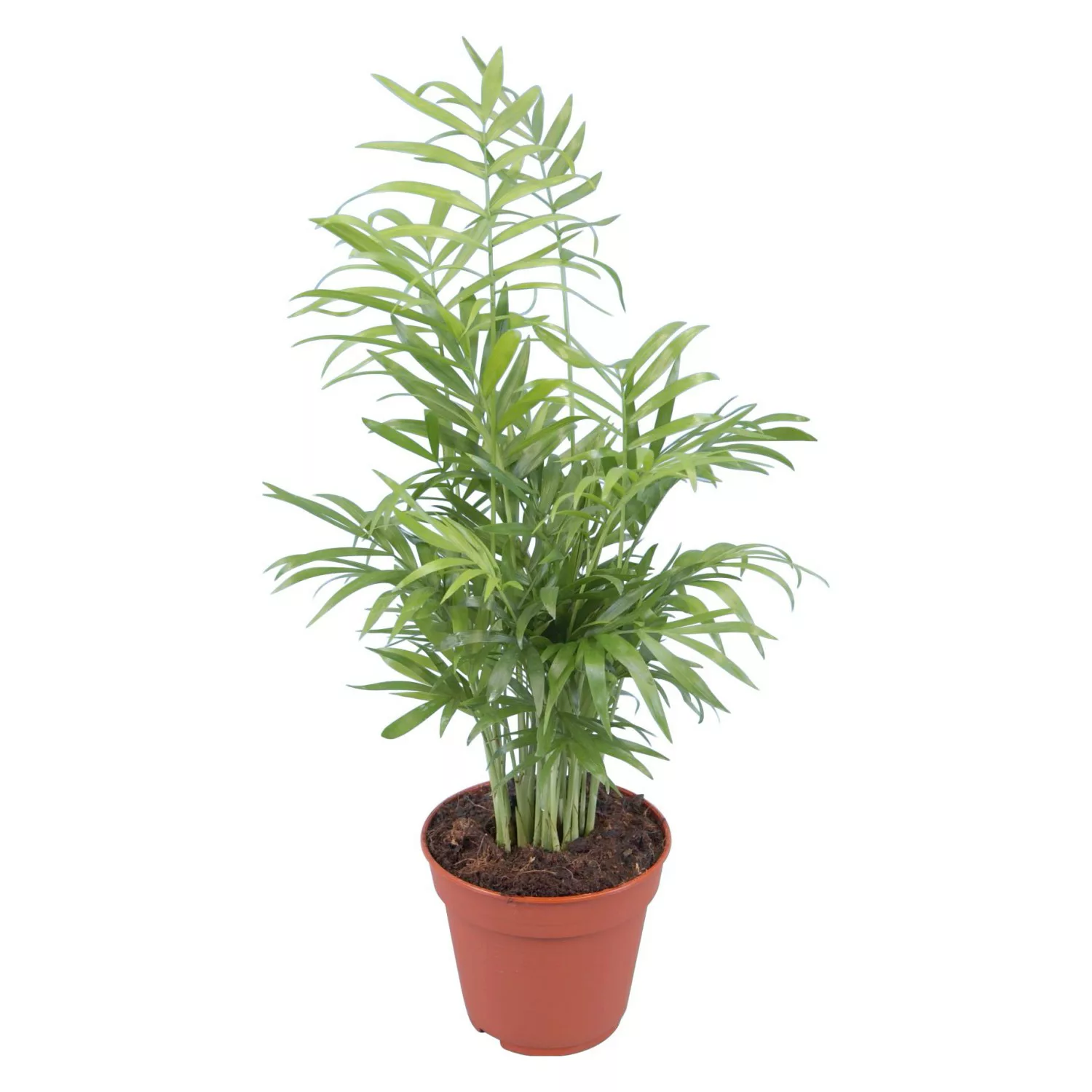 Bergpalme Topf-Ø ca. 12 cm Chamaedorea elegans günstig online kaufen