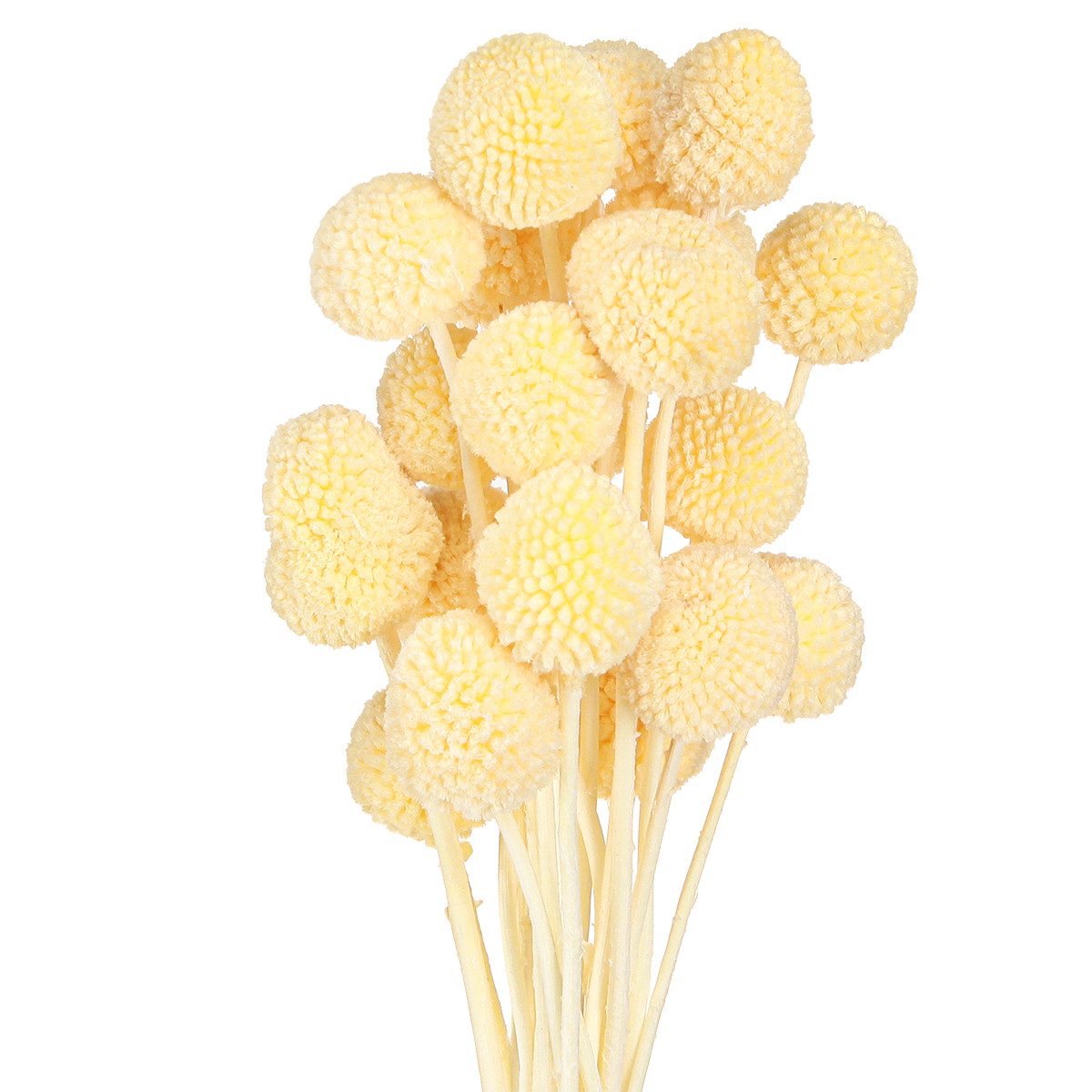 Trockenblume Craspedia Trockenblumen Creme Dekoration 20 günstig online kaufen