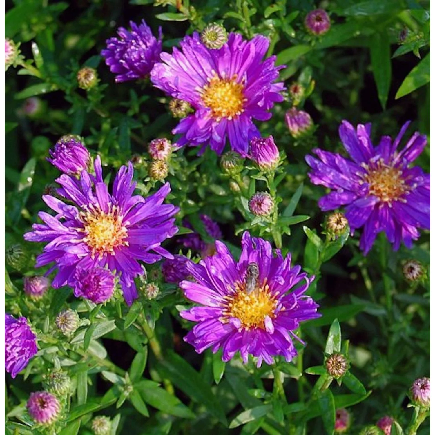 Glattblattaster Violetta - Aster novi belgii günstig online kaufen