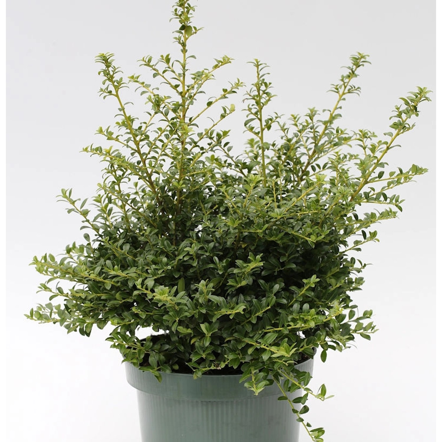 Japanische Stechpalme Ilex Twiggy 30-40cm - Ilex crenata Twiggy günstig online kaufen