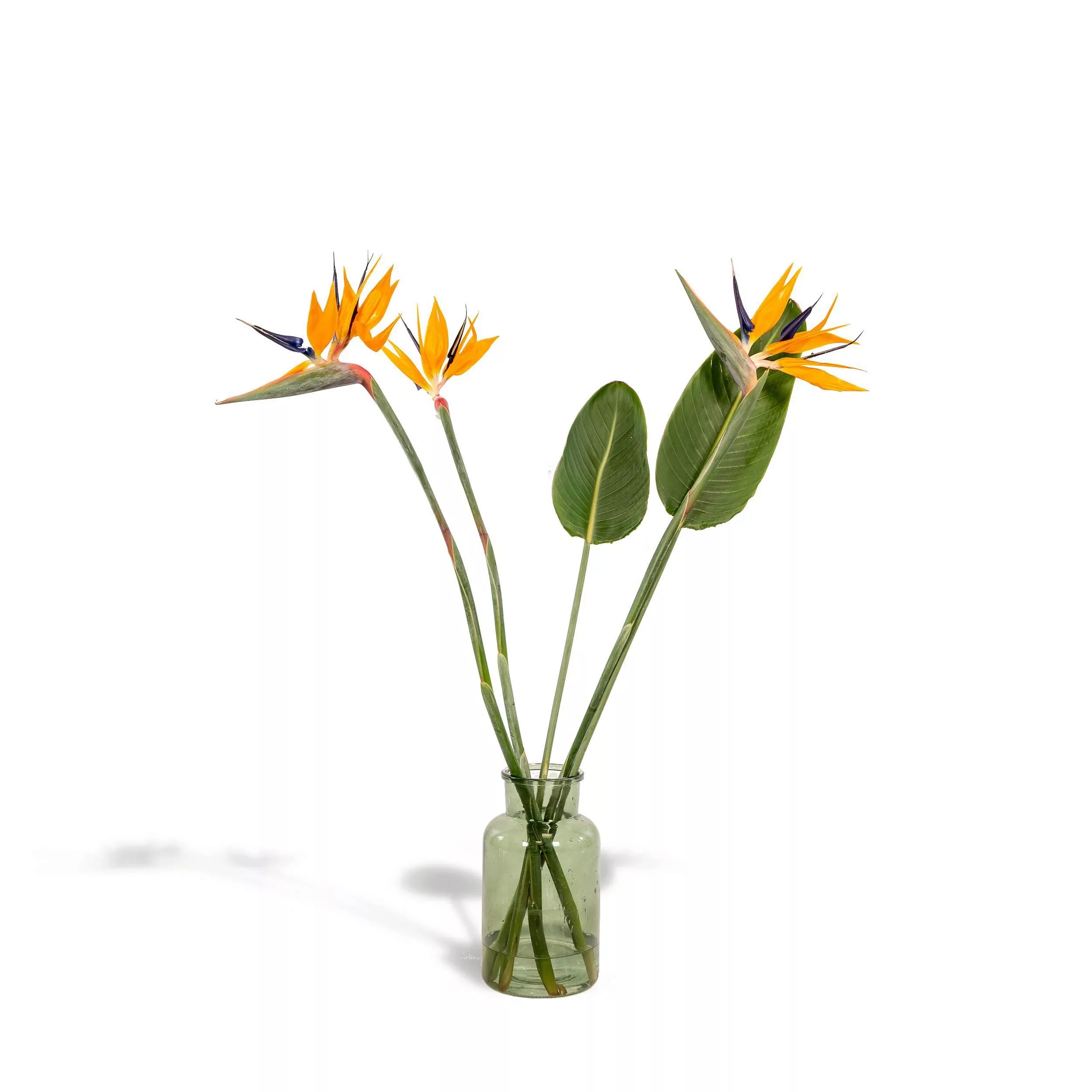 Hello Plants | Blumenstrauß Strelitzia günstig online kaufen