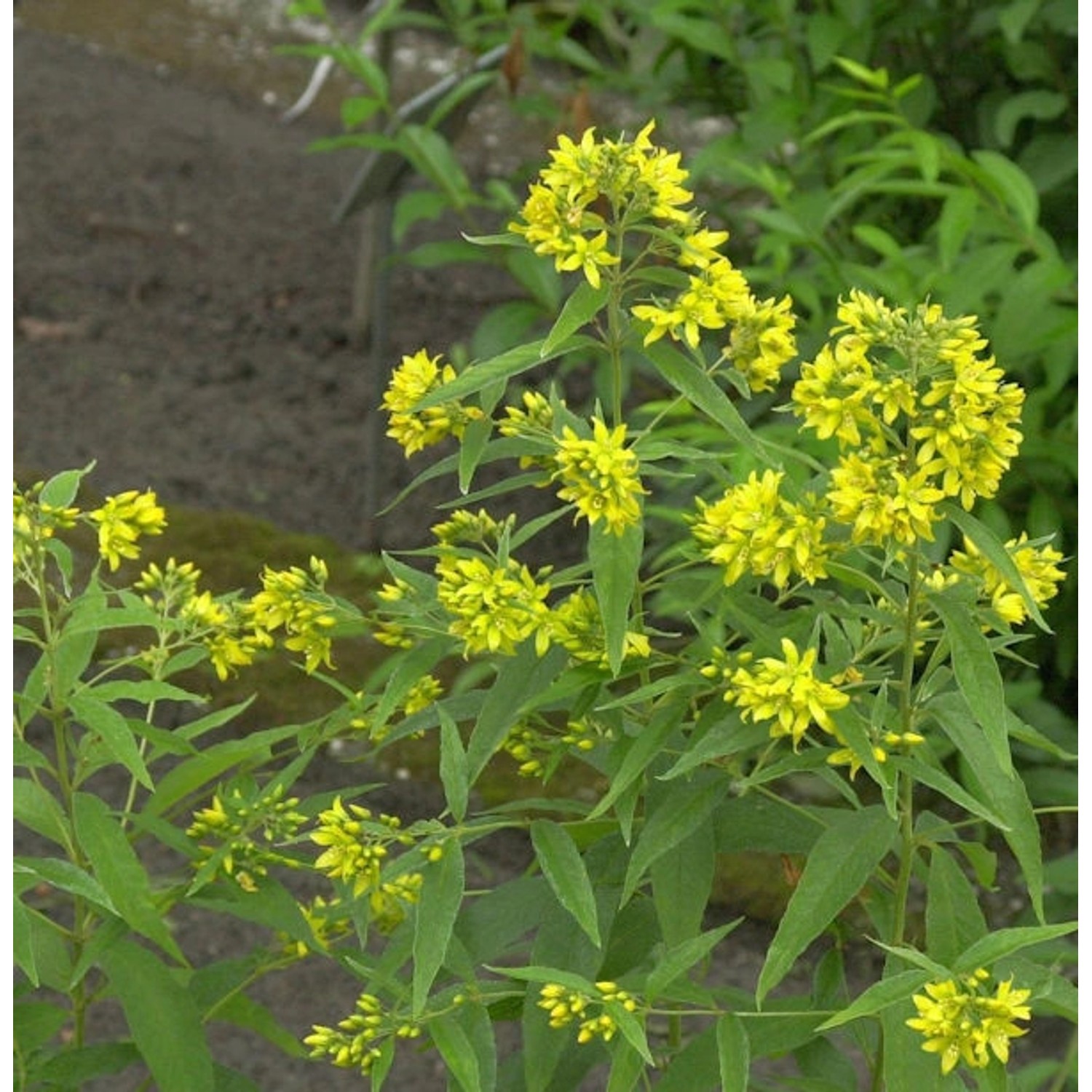 Gilbweiderich - Lysimachia vulgaris günstig online kaufen