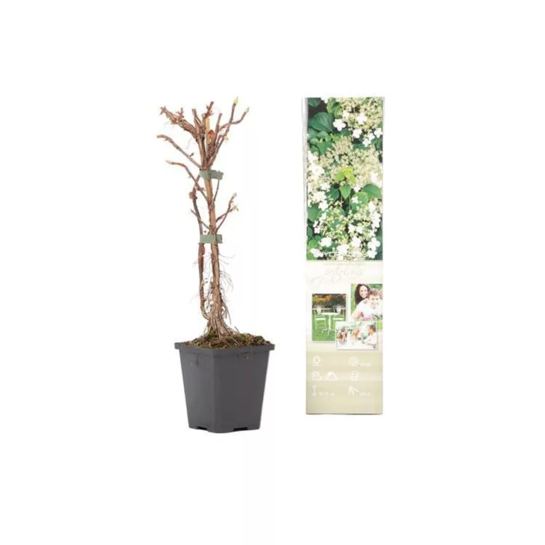 OH2 | Set mit 8 Hortensienpflanzen Petiolaris günstig online kaufen