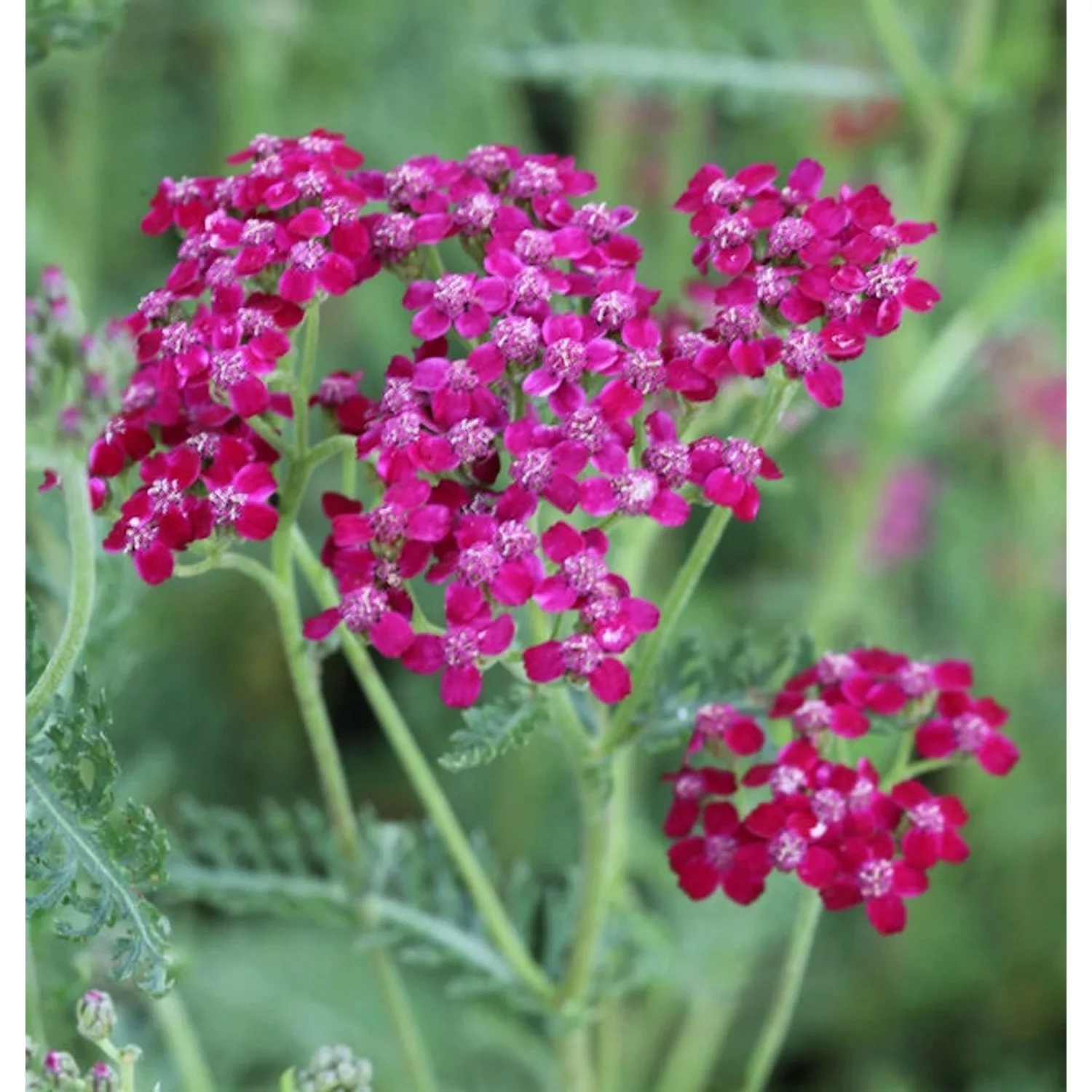 Schafgarbe Sammetriese - Achillea millefolium günstig online kaufen