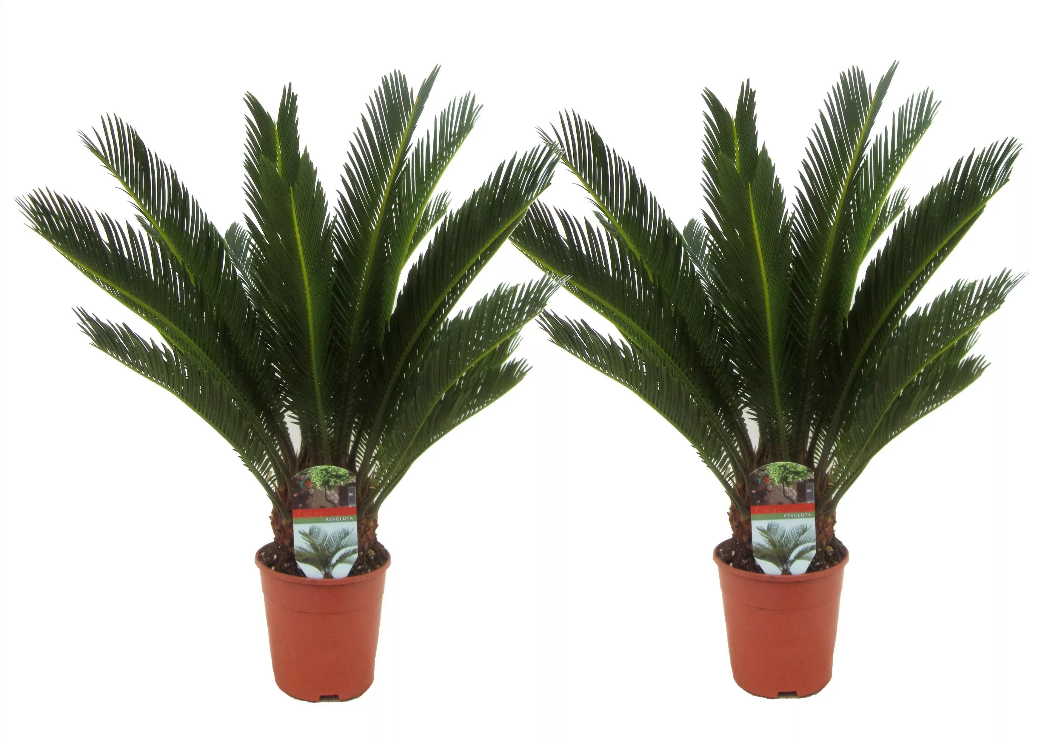 Perfect Plant | Set mit 2 Cycas King Sagopalmen günstig online kaufen
