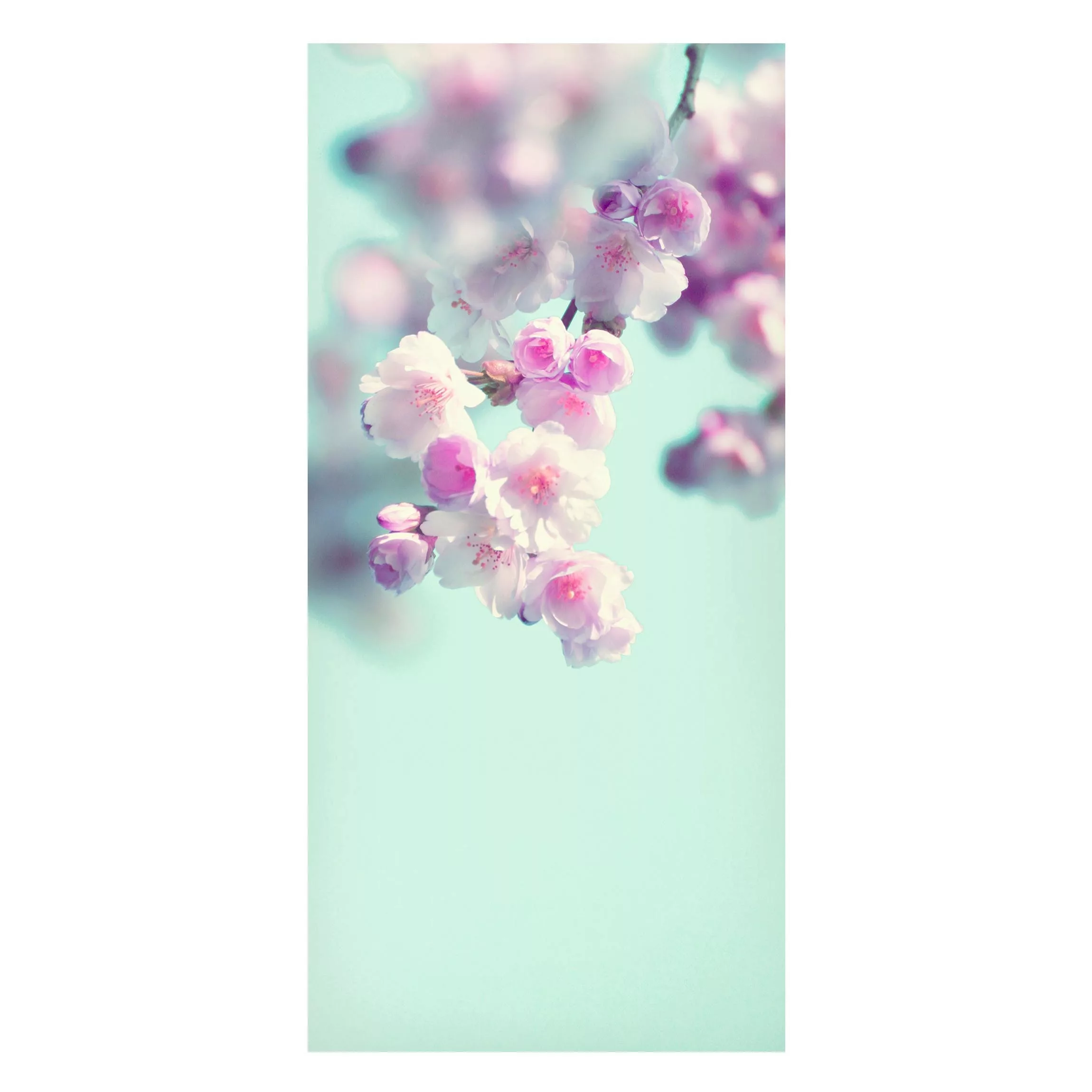 Magnettafel Farbenfrohe Kirschblüten günstig online kaufen