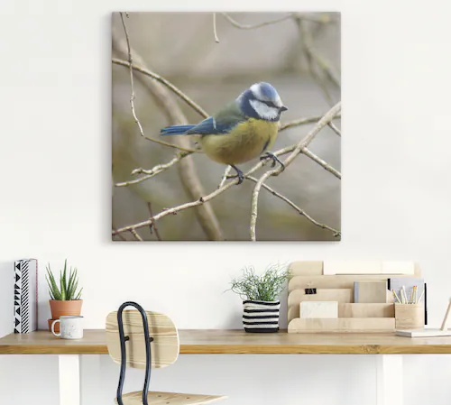 Artland Wandbild "Blaumeise", Vögel, (1 St.), als Leinwandbild, Wandaufkleb günstig online kaufen