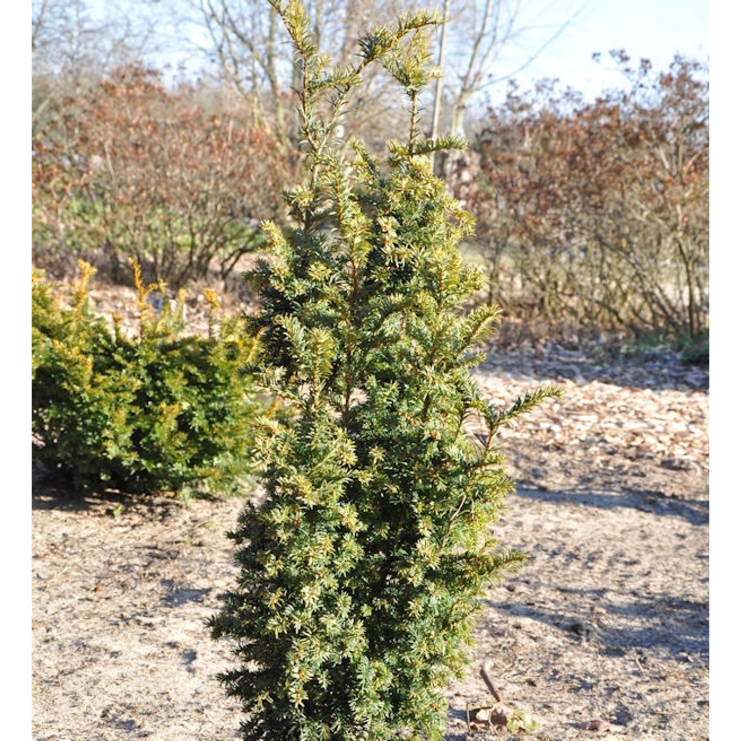 Goldgelbe Zwerg Säuleneibe Goldener Zwerg 40-50cm - Taxus baccata günstig online kaufen