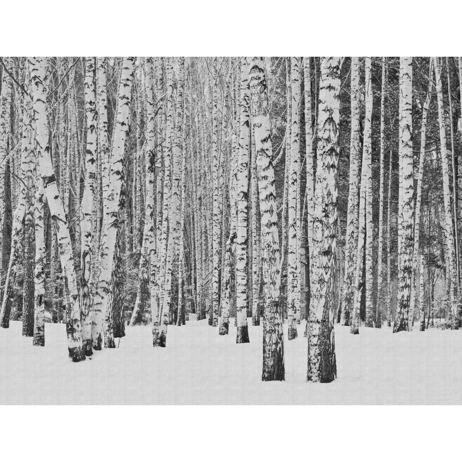 Bricoflor Birkenwald Vliestapete Schwarz Weiß Digitaldruck Tapete Mit Wald günstig online kaufen