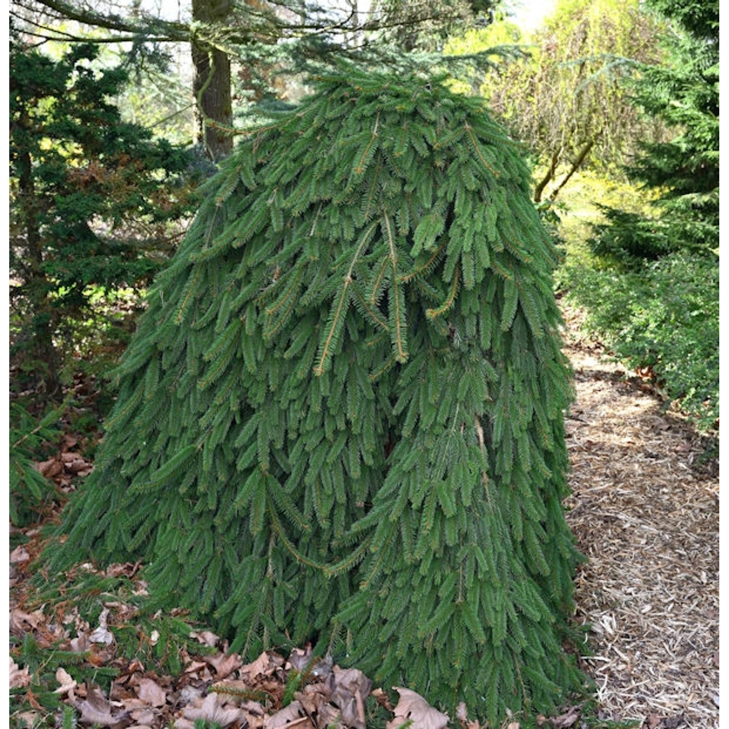 Trauer Hängefichte 25-30cm - Picea abies Inversa günstig online kaufen