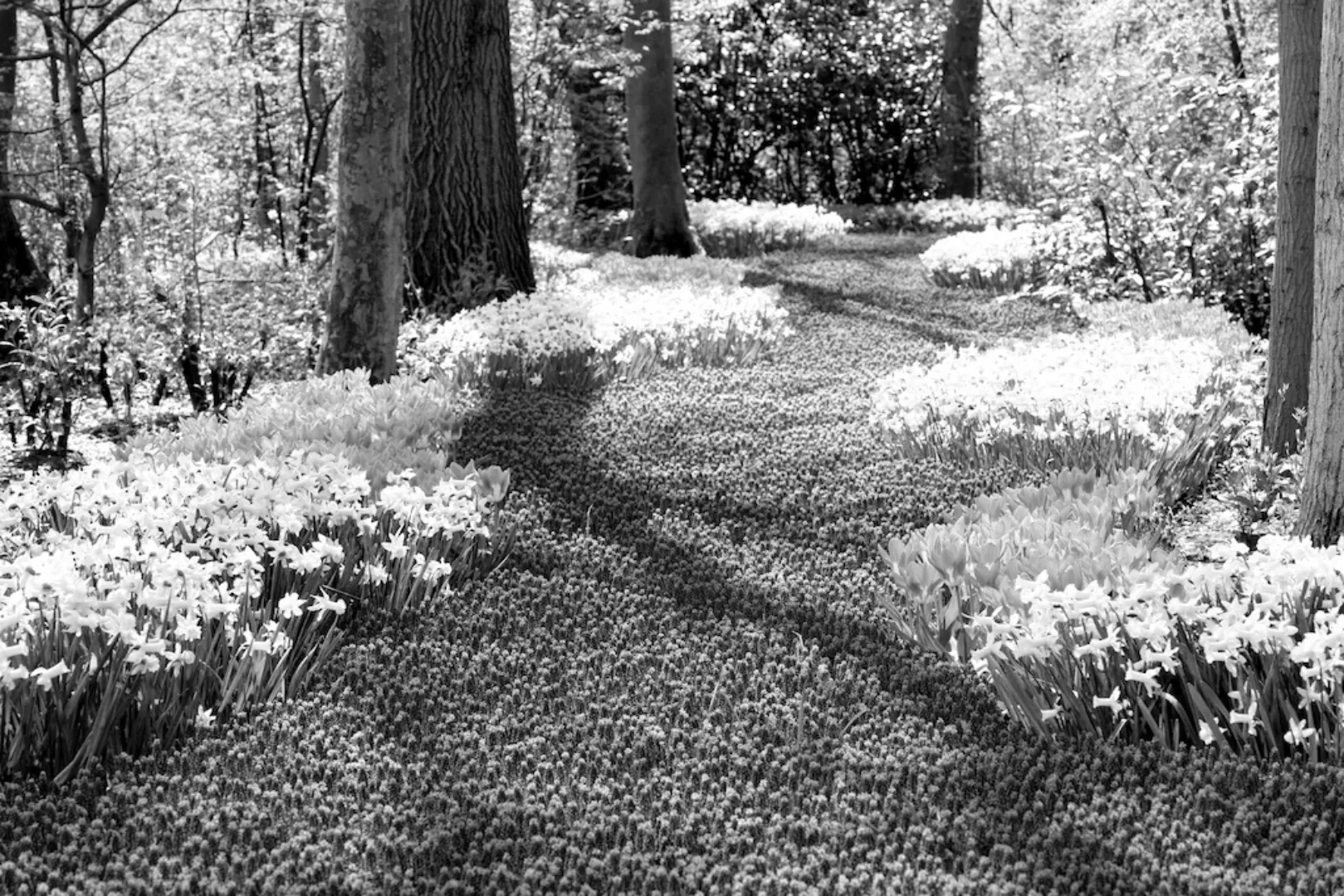 Papermoon Fototapete »Wald Schwarz & Weiß« günstig online kaufen