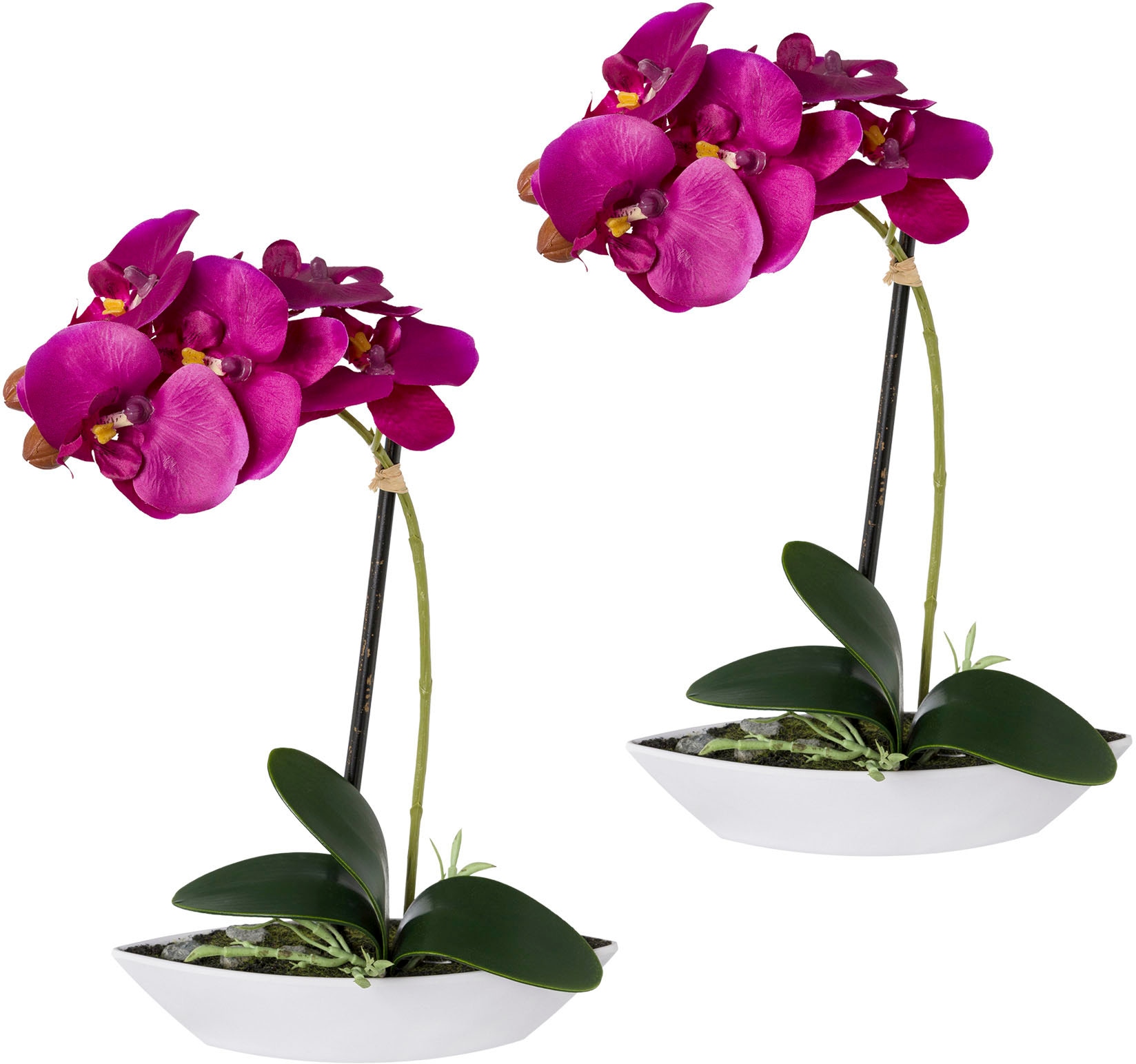 Creativ green Kunstorchidee "Phalaenopsis", 2er Set, in Kunststoffschale günstig online kaufen