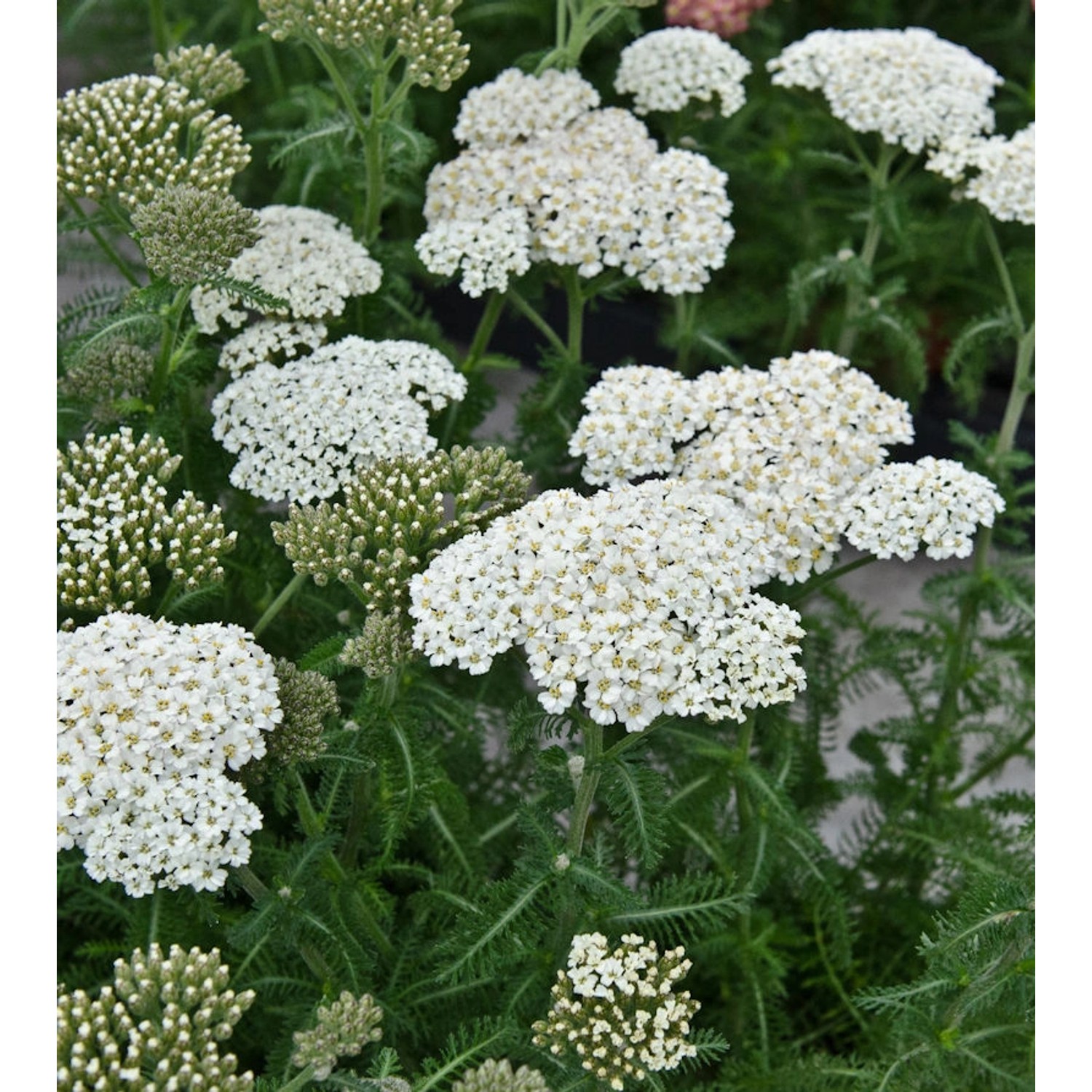 Schafgarbe Umellata - Achillea umellata günstig online kaufen