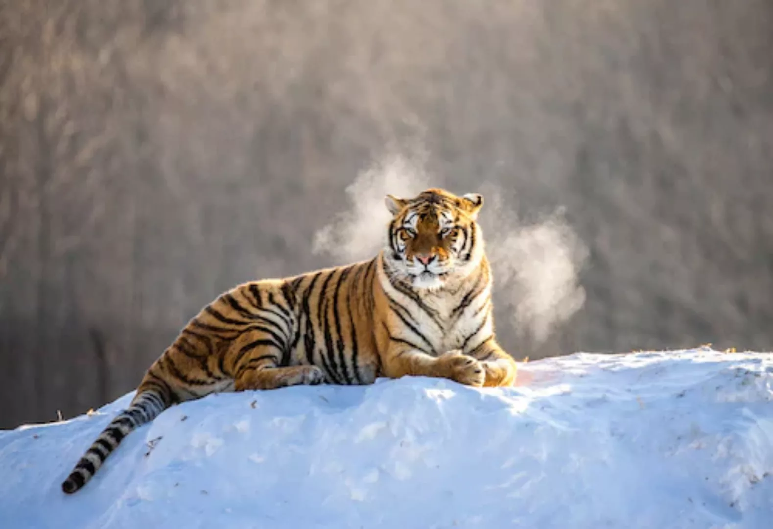 Papermoon Fototapete »Siberain Tiger« günstig online kaufen
