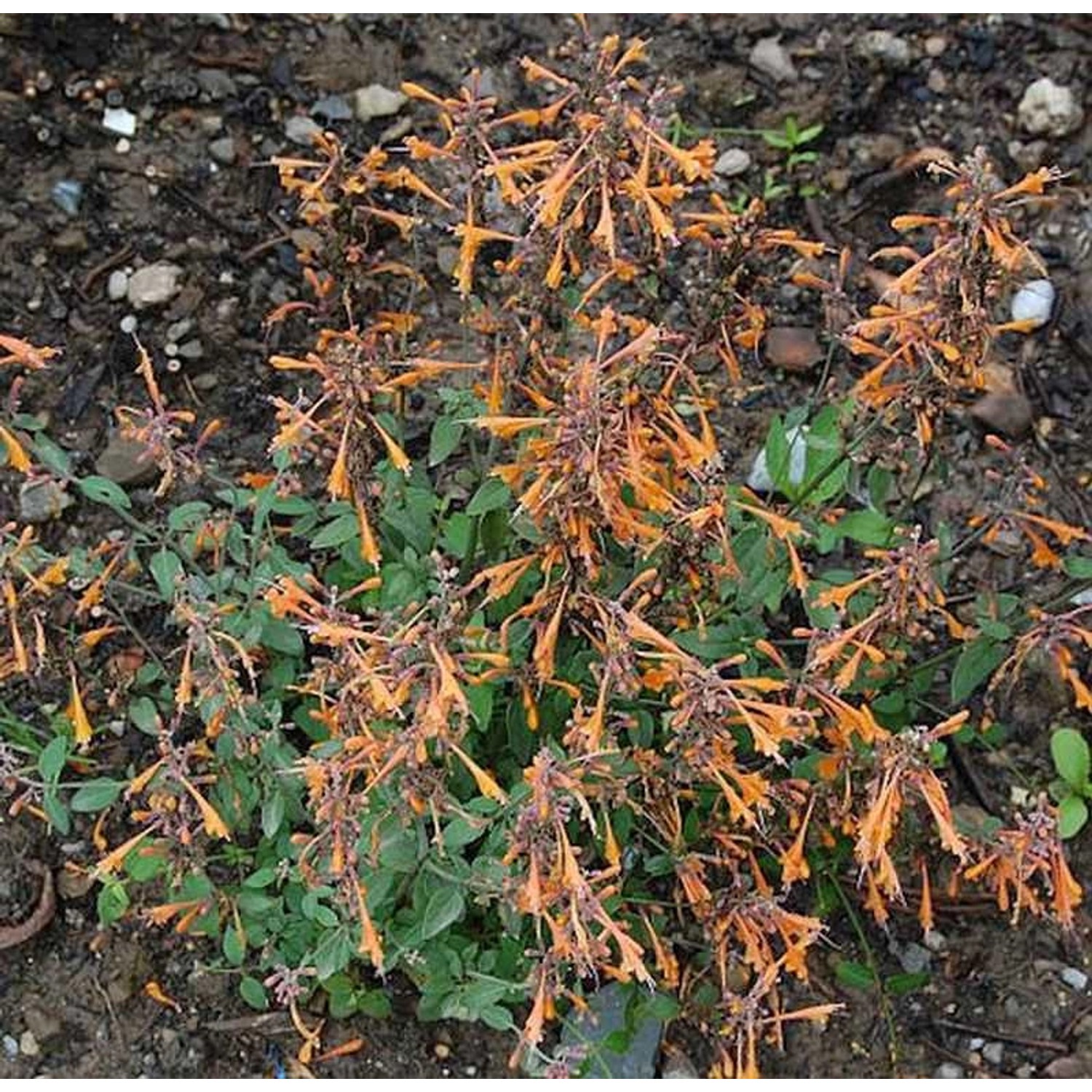 Duftnessel Apricot Sprite - Agastache aurantiaca günstig online kaufen