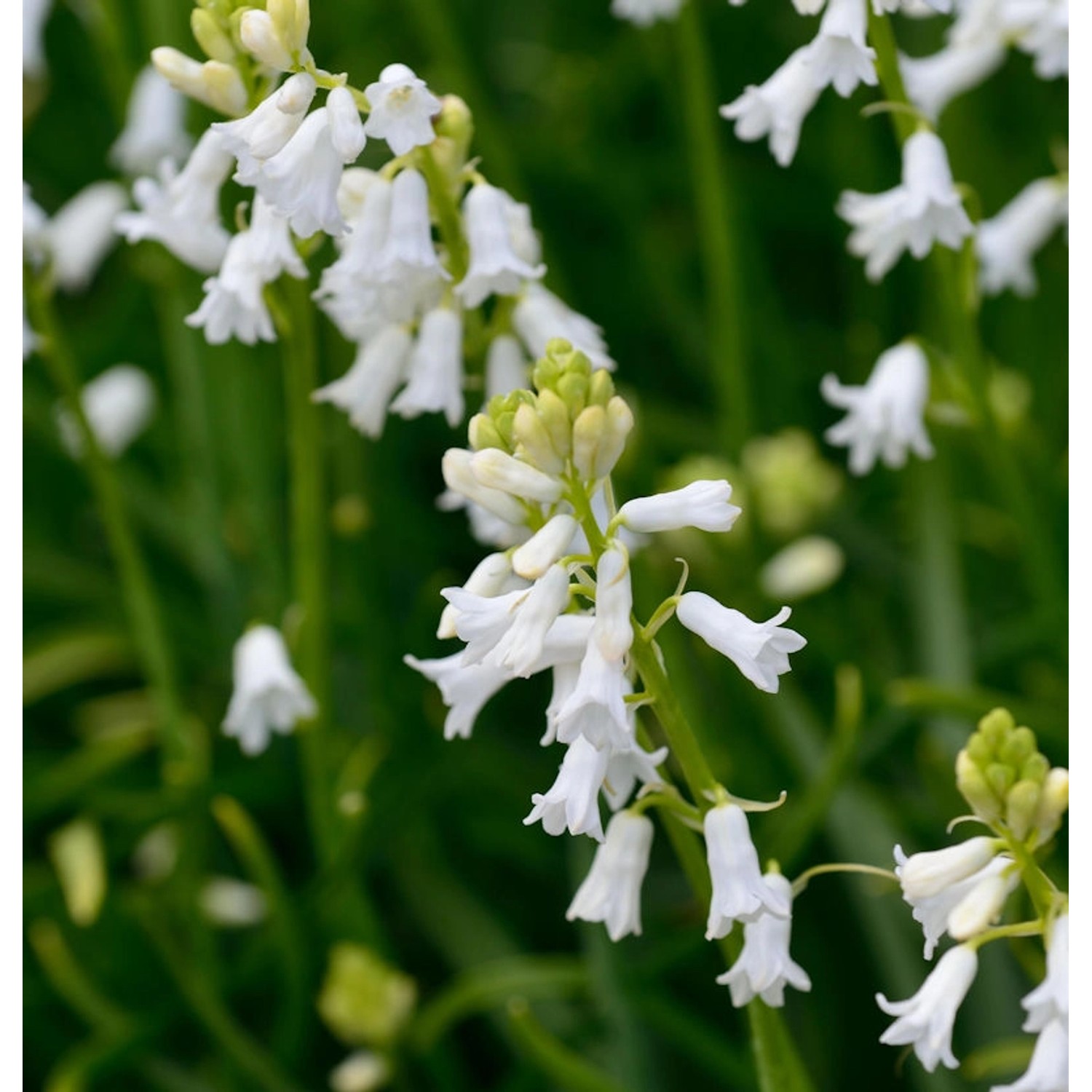 Glockenblaustern White City - Hyacinthoides hispanica günstig online kaufen