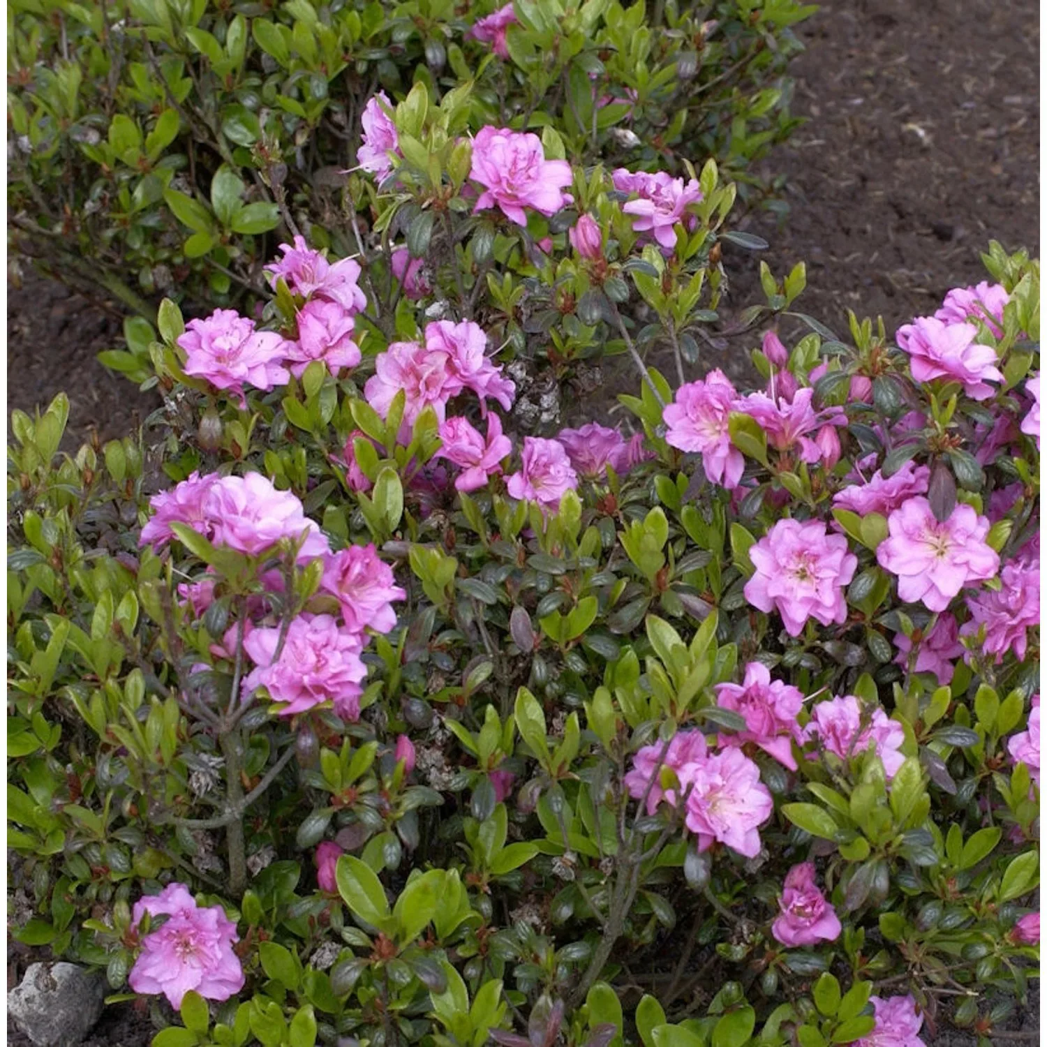 Japanische Azalee Rosebud 20-25cm - Rhododendron obtusum - Zwerg Alpenrose günstig online kaufen