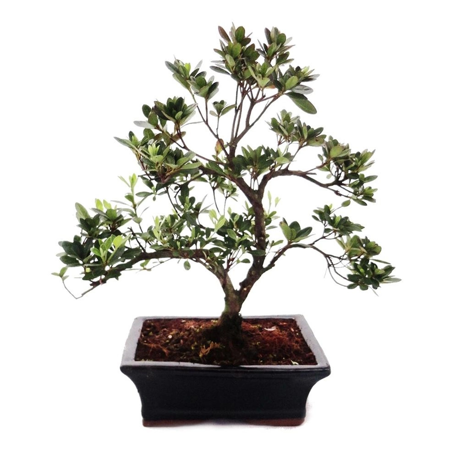 Exotenherz Outdoor Bonsai Rhododendron Simsii Azalee 20cm günstig online kaufen