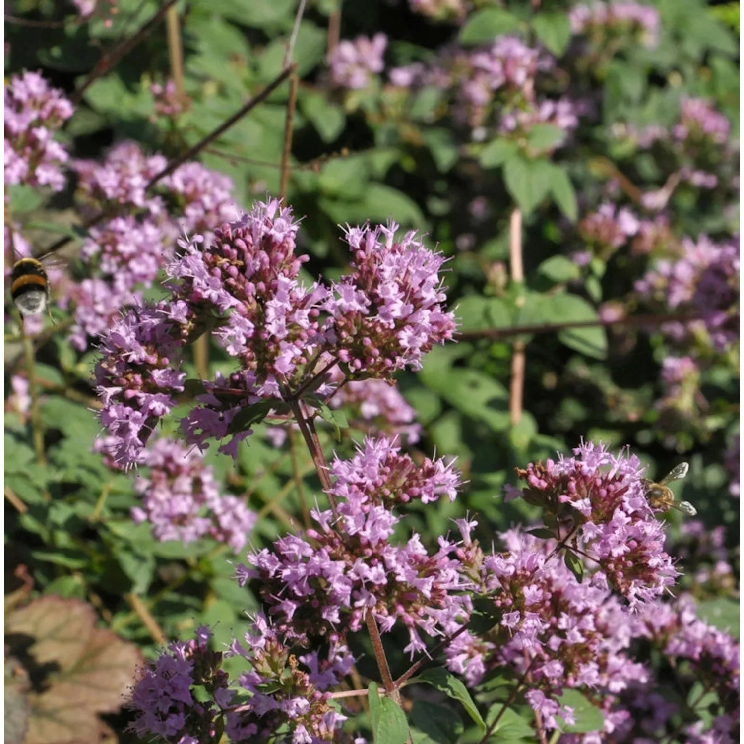 Oregano Purple Charm - Origanum laevigatum günstig online kaufen