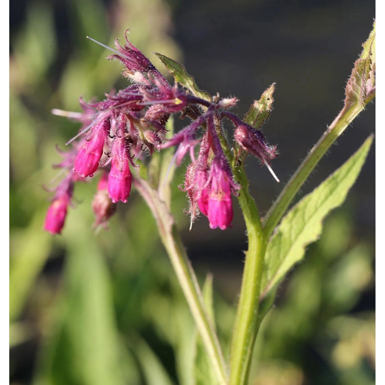 Kaukasus Beinwell Goldsmith - Symphytum grandiflorum günstig online kaufen