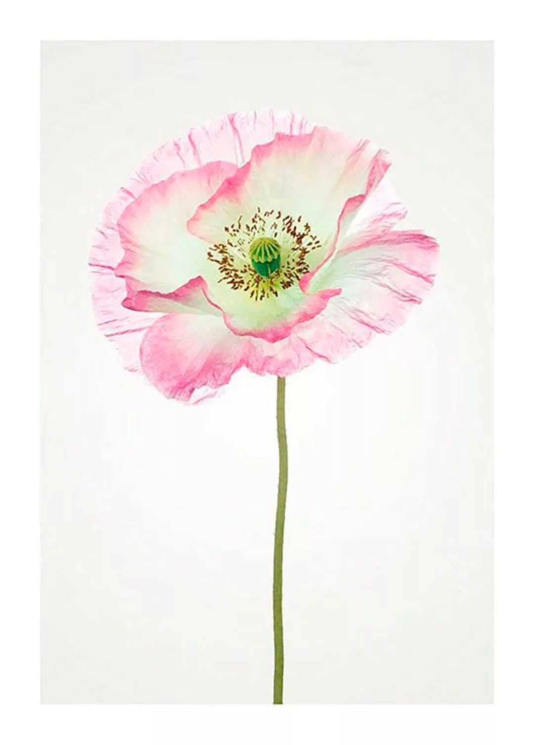 Komar Poster »Poppy«, Blumen, (1 St.) günstig online kaufen