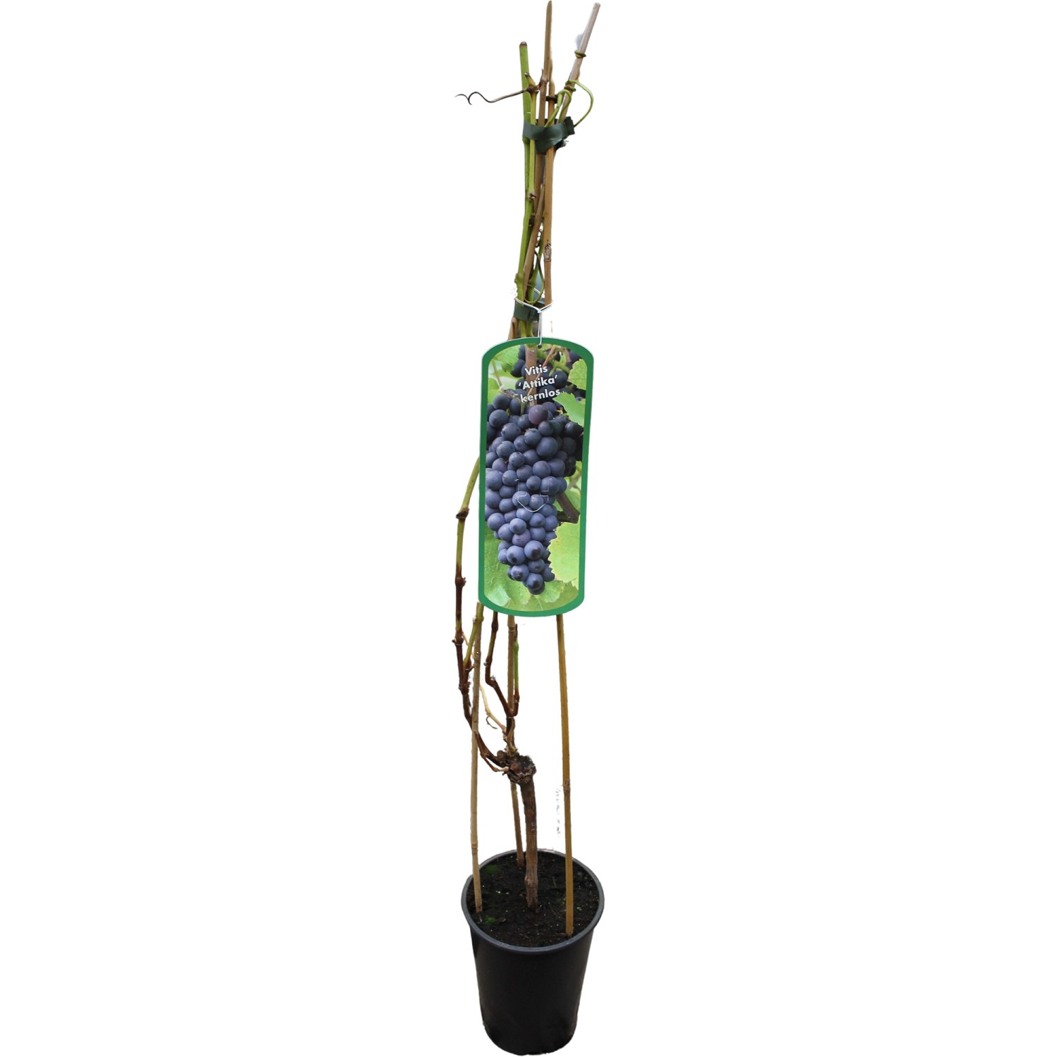 GROW by OBI Weinrebe Attika H ca. 80 - 100 cm Topf ca. 3 l Vitis vinifera günstig online kaufen
