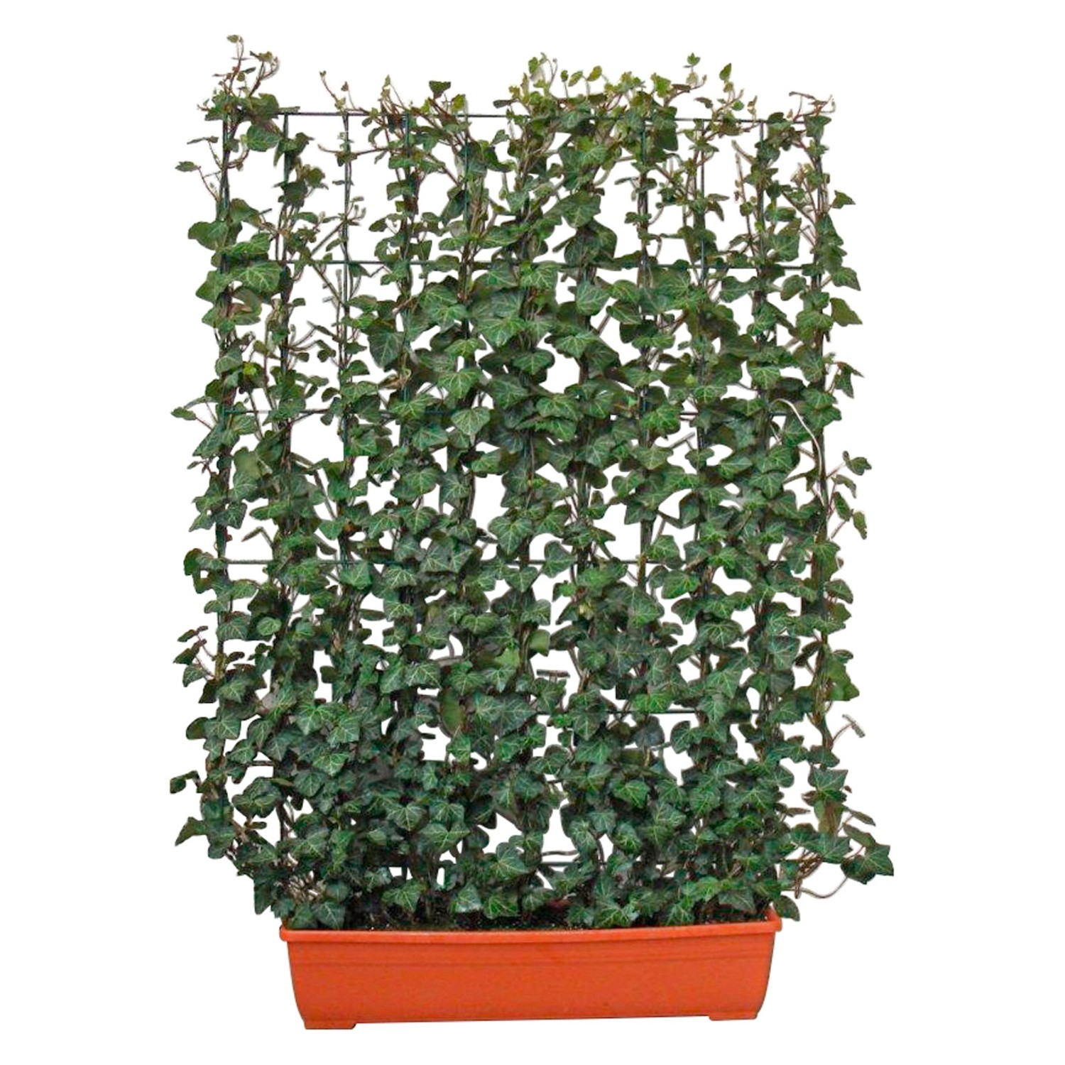 Efeu Hecke am laufenden Meter für den Balkon 130 cm hoch 100 cm breit Heder günstig online kaufen
