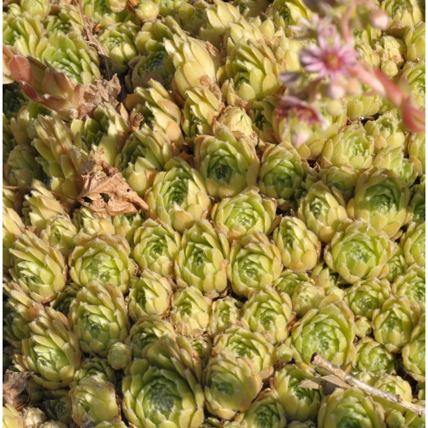 Hauswurz Hey Hey - Sempervivum cultorum günstig online kaufen