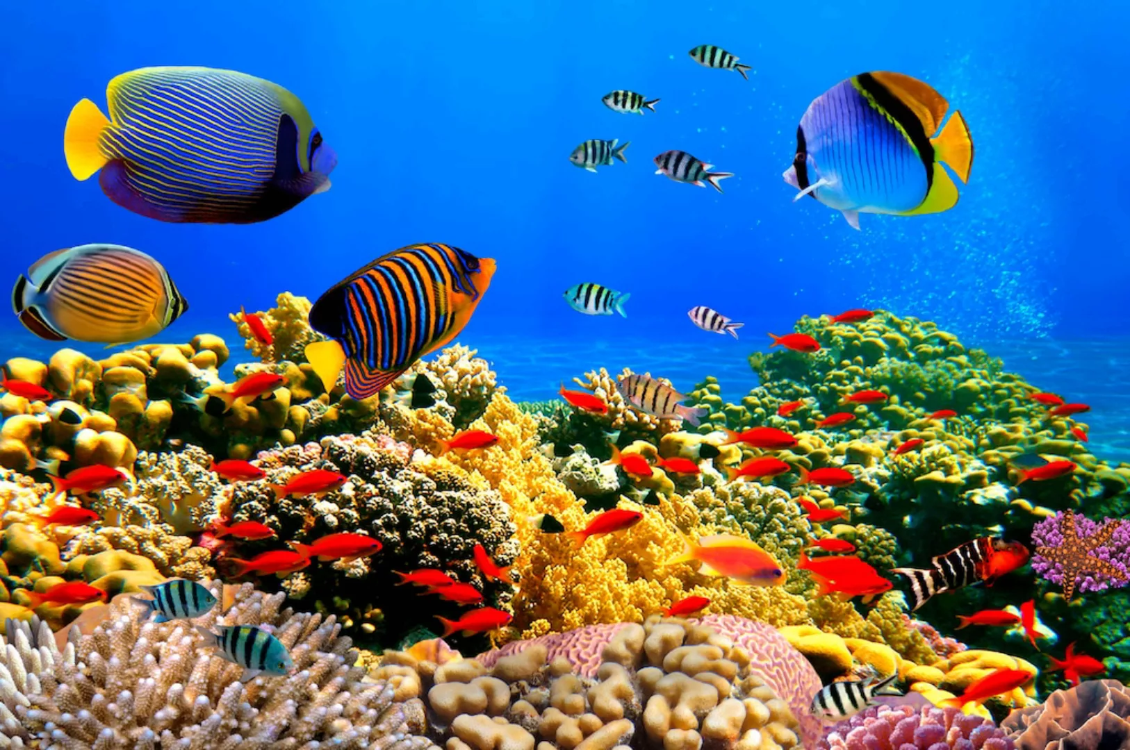 Papermoon Fototapete »Coral Colony Red Sea« günstig online kaufen
