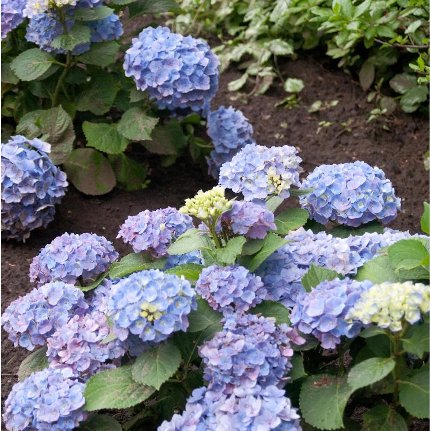 Bauernhortensie Ayesha 40-50cm - Hydrangea macrophylla günstig online kaufen