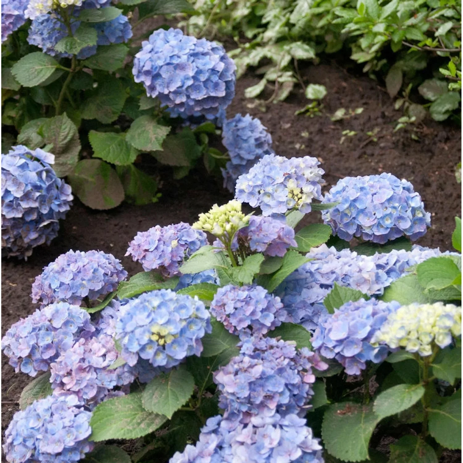 Bauernhortensie Ayesha 40-50cm - Hydrangea macrophylla günstig online kaufen