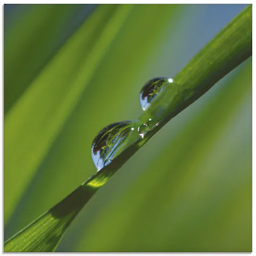 Artland Glasbild "Wassertropfen auf Grashalm", Gräser, (1 St.), in verschie günstig online kaufen