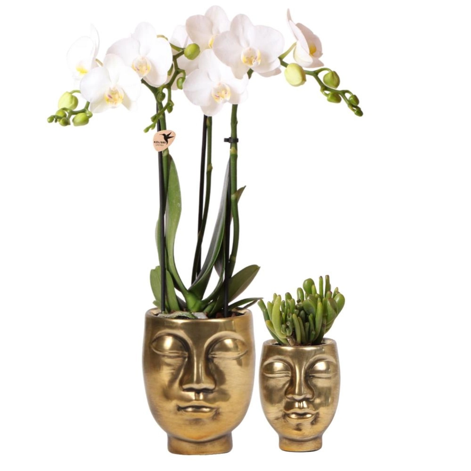 Kolibri Pflanzenset Face-2-face Gold Set mit Weißer Phalaenopsis Orchidee 9 günstig online kaufen